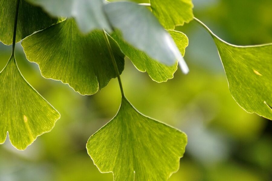 Ginko zanimljivosti
